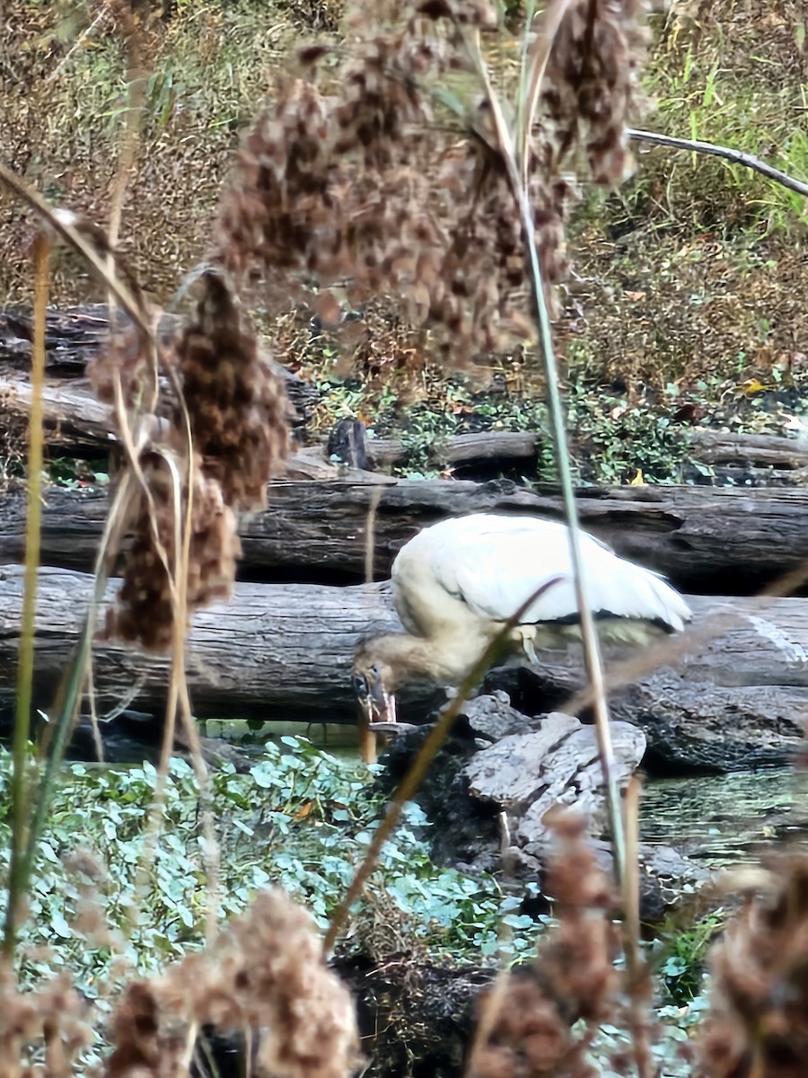 Wood Stork - ML627328899