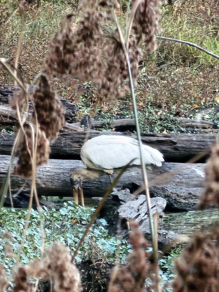 Wood Stork - ML627328900