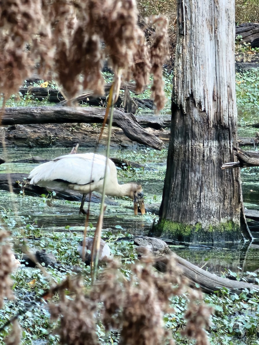 Wood Stork - ML627328901