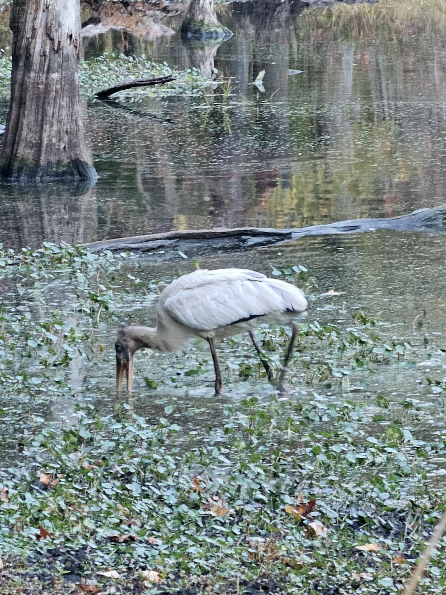 Wood Stork - ML627328902