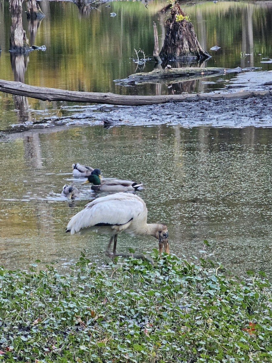 Wood Stork - ML627328903