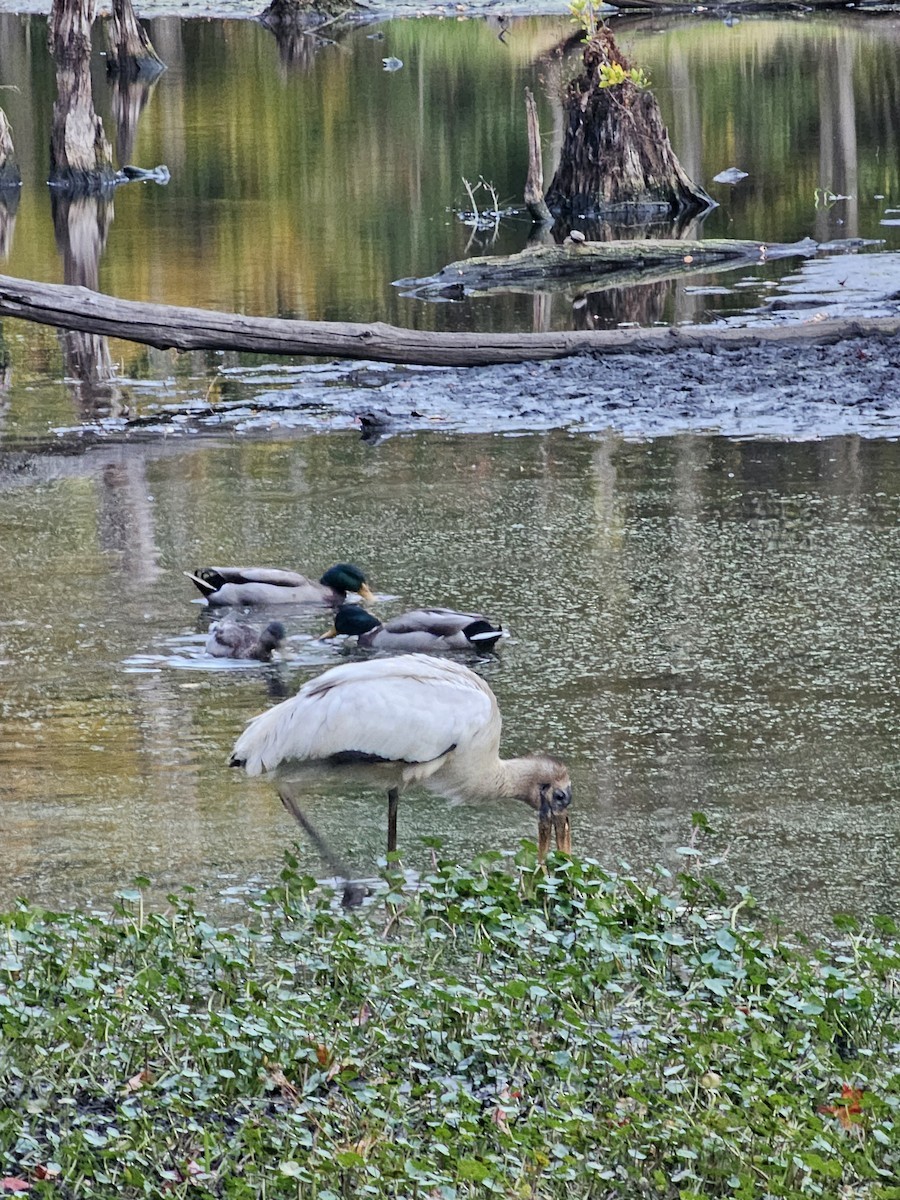 Wood Stork - ML627328904