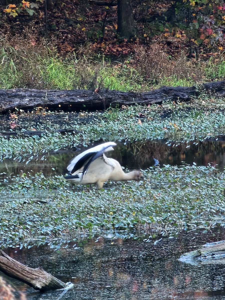 Wood Stork - ML627328905