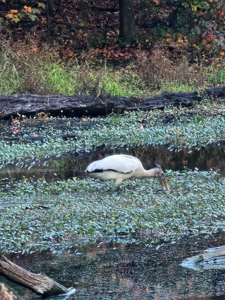 Wood Stork - ML627328906