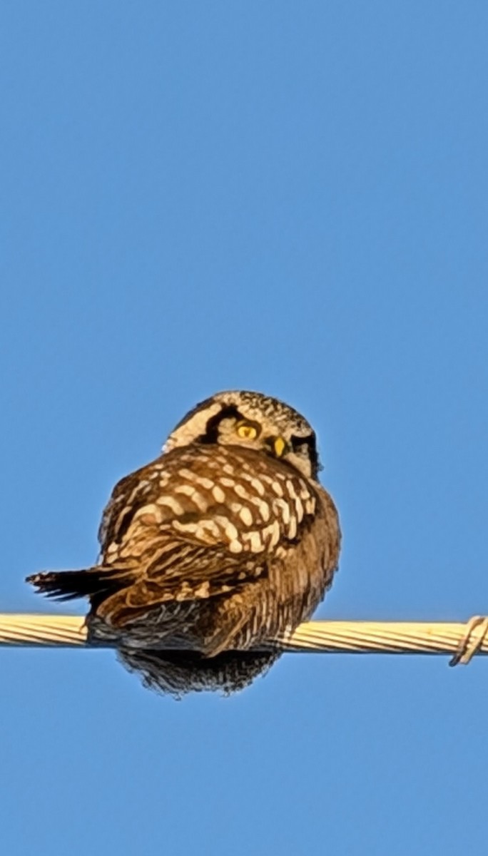 Northern Hawk Owl - ML627329207
