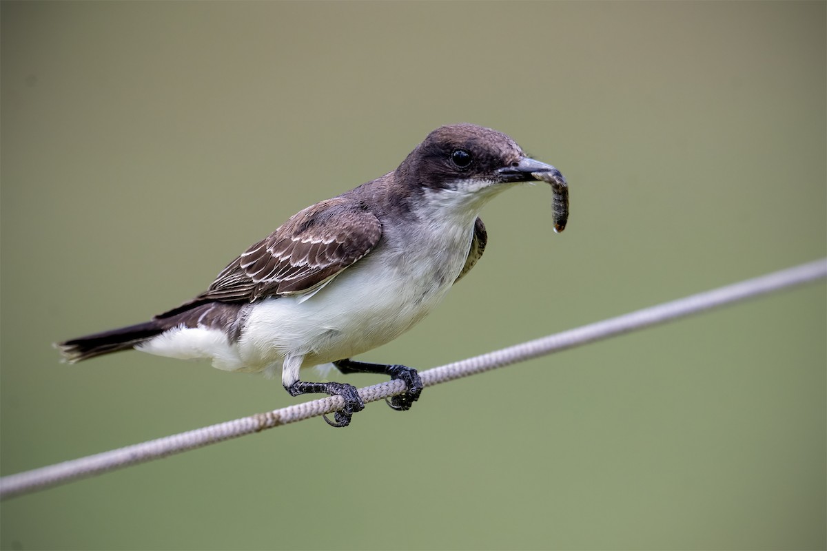Eastern Kingbird - ML627329222