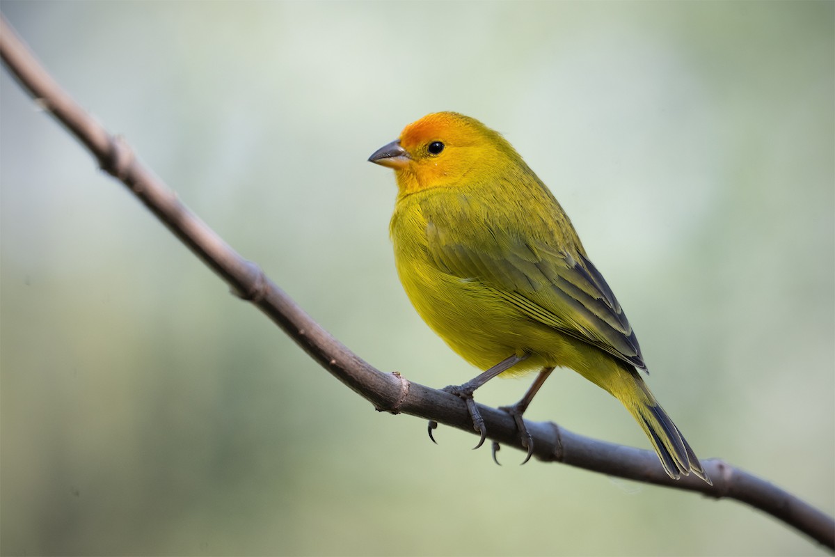 Saffron Finch - ML627329231
