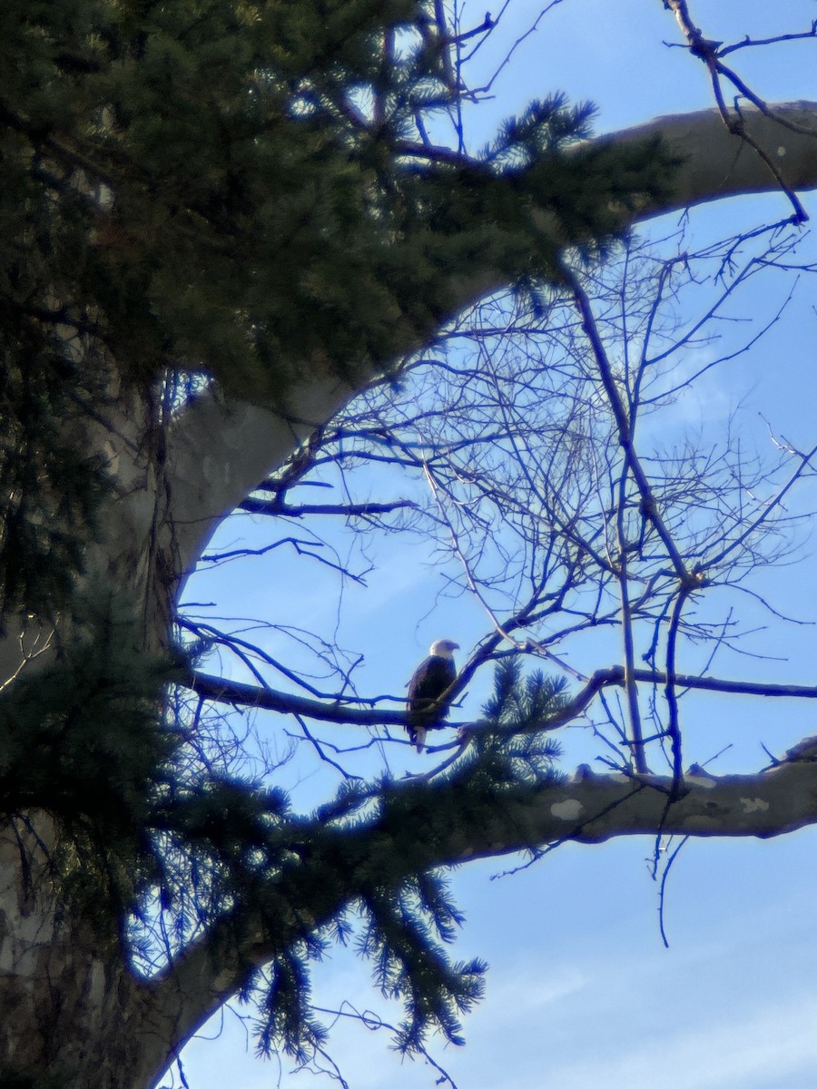 Bald Eagle - ML627329316