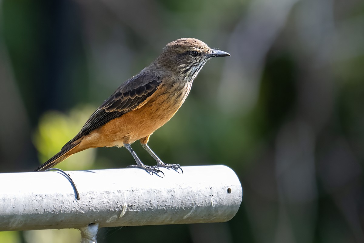 Streak-throated Bush-Tyrant - ML627329329