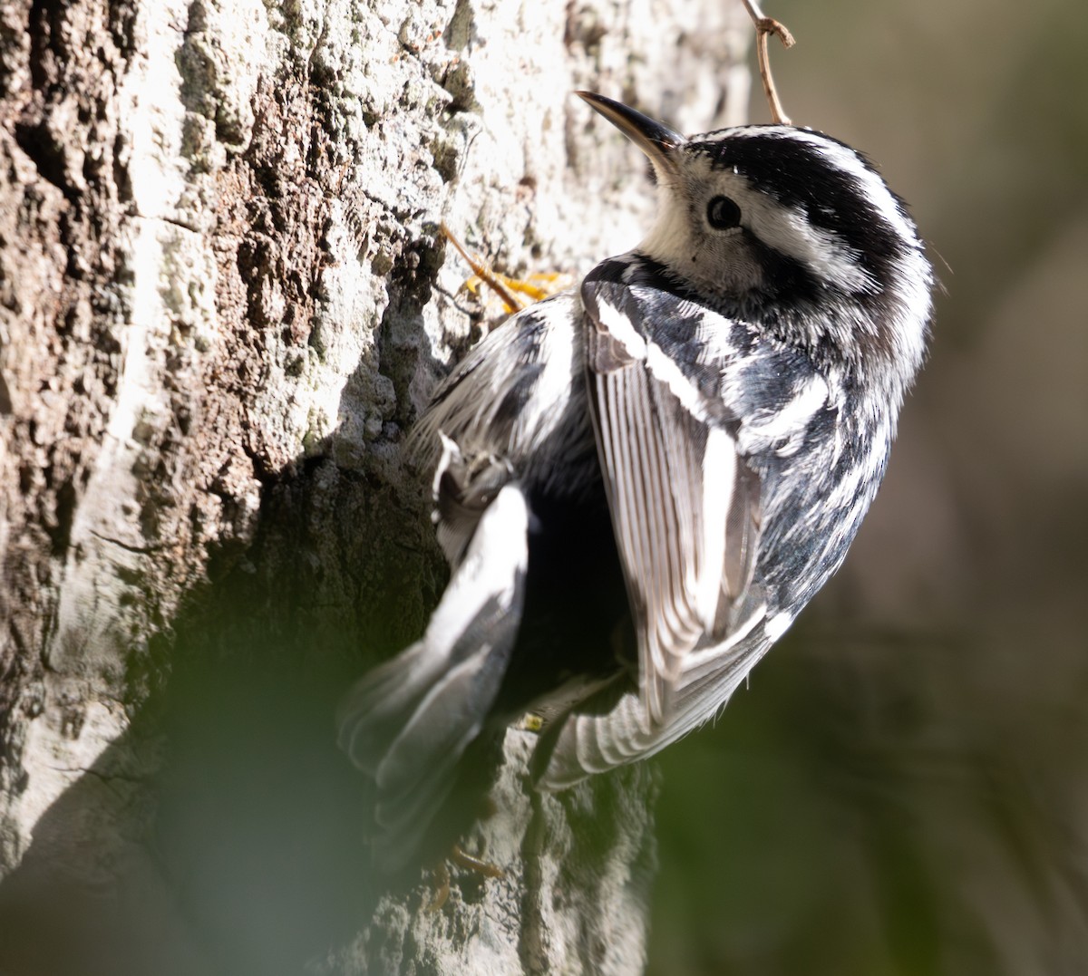 Black-and-white Warbler - ML627329359