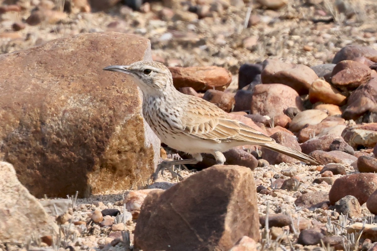Karoo Long-billed Lark (Benguela) - ML627329577