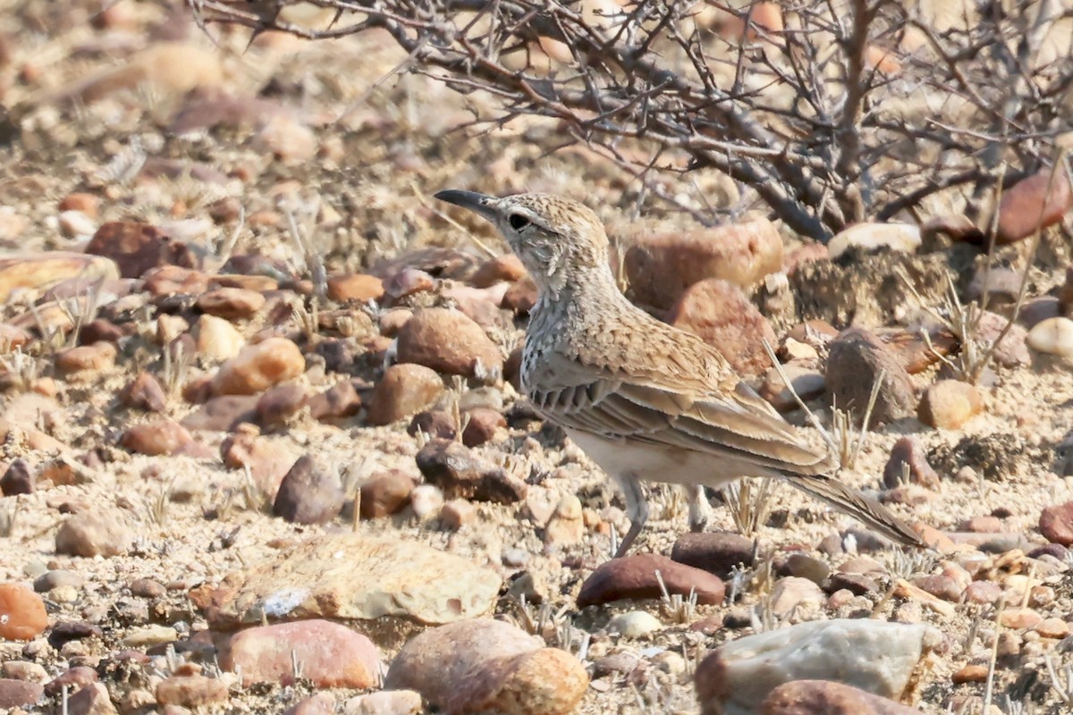 Karoo Long-billed Lark (Benguela) - ML627329581