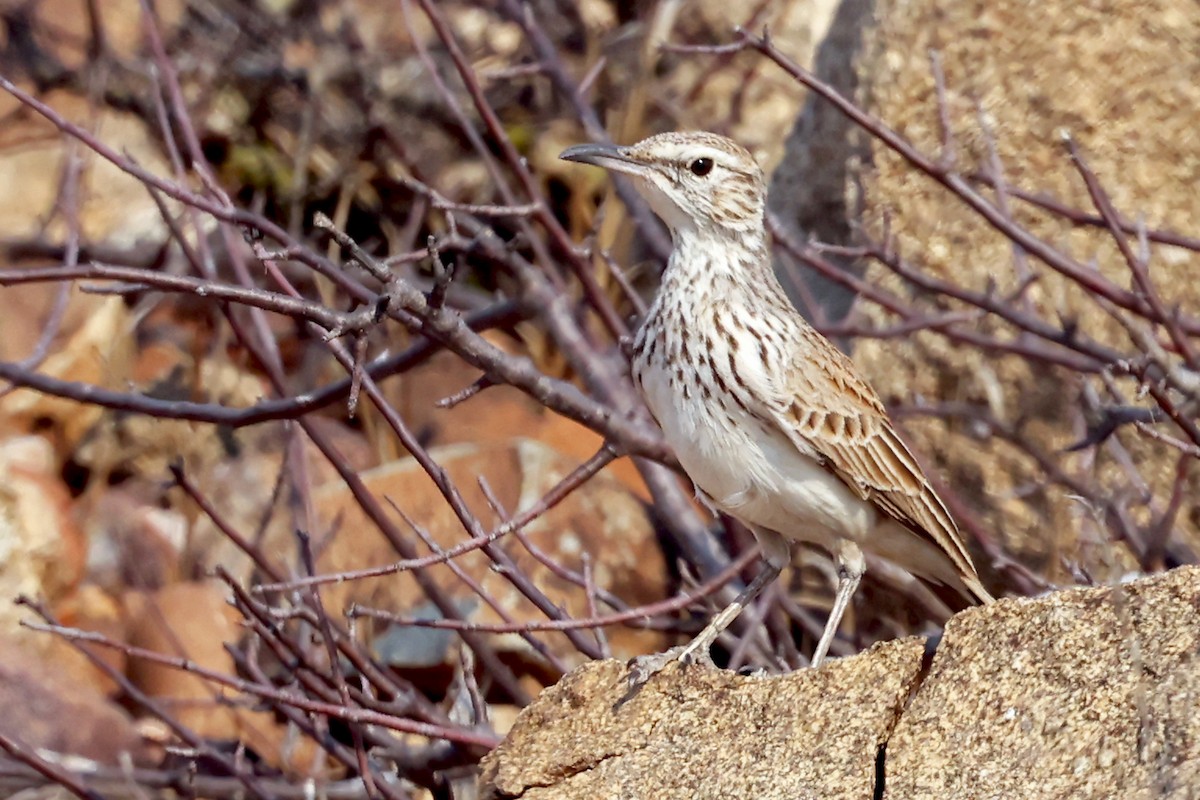 Karoo Long-billed Lark (Benguela) - ML627329583