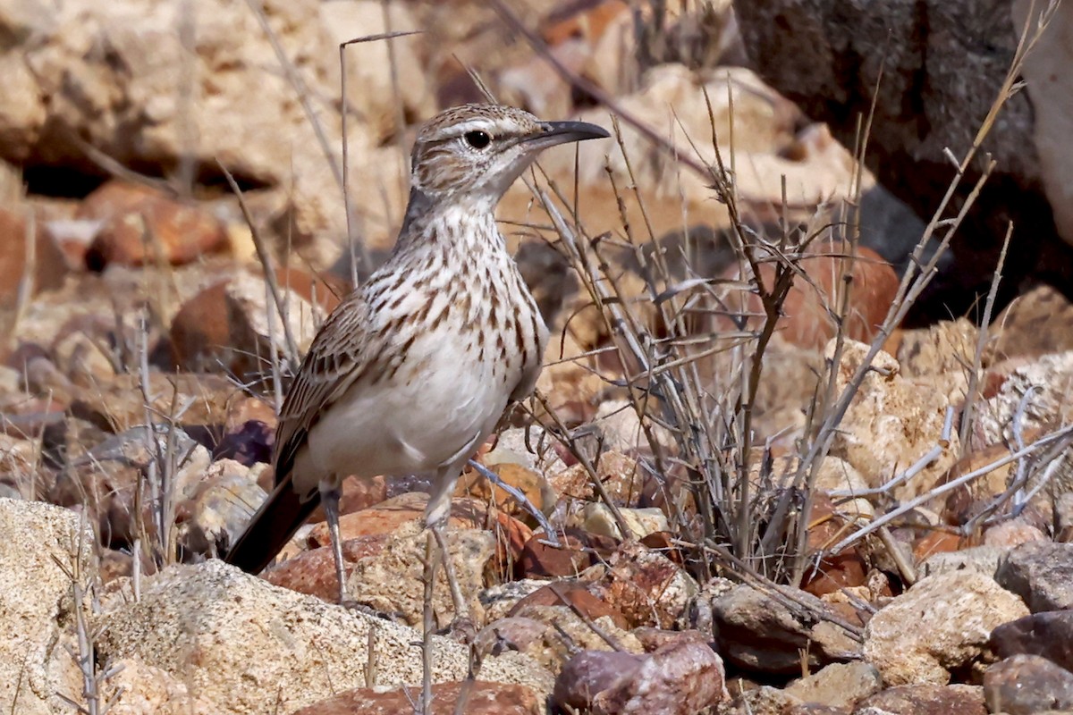 Karoo Long-billed Lark (Benguela) - ML627329587