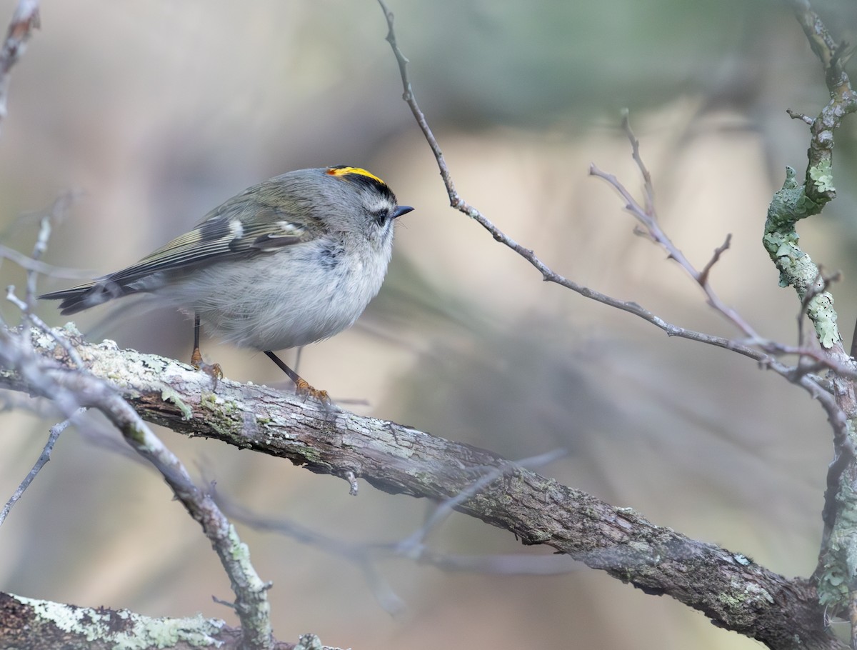 Golden-crowned Kinglet - ML627329623