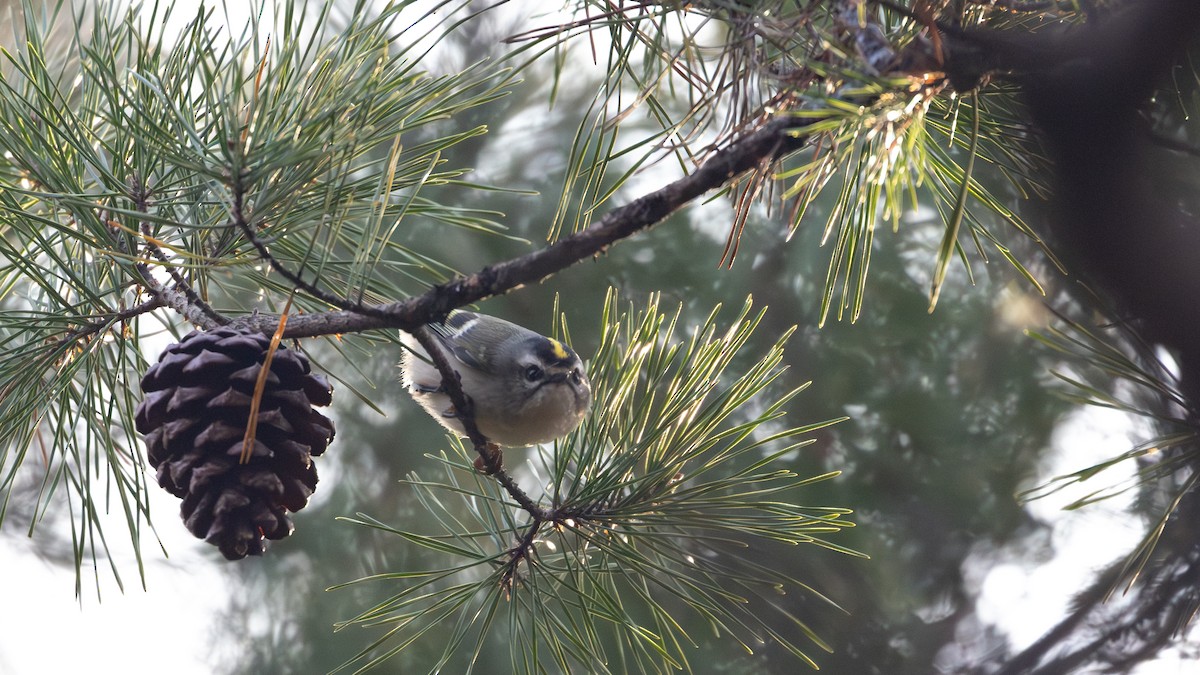 Golden-crowned Kinglet - ML627329624