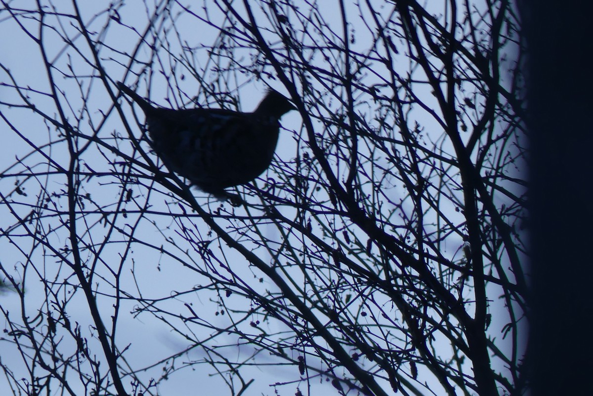 jeřábek kanadský - ML627329638