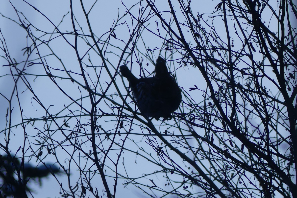 Ruffed Grouse - ML627329643