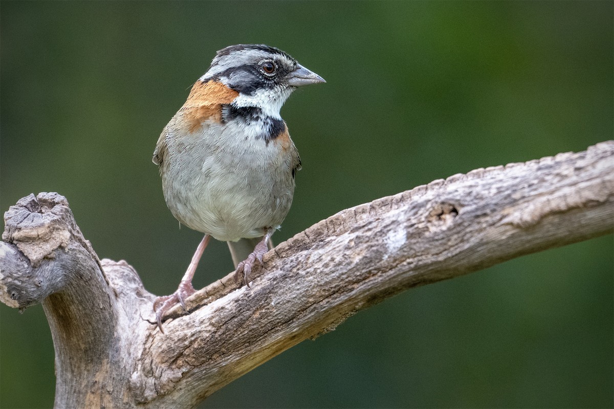 Rufous-collared Sparrow - ML627329705
