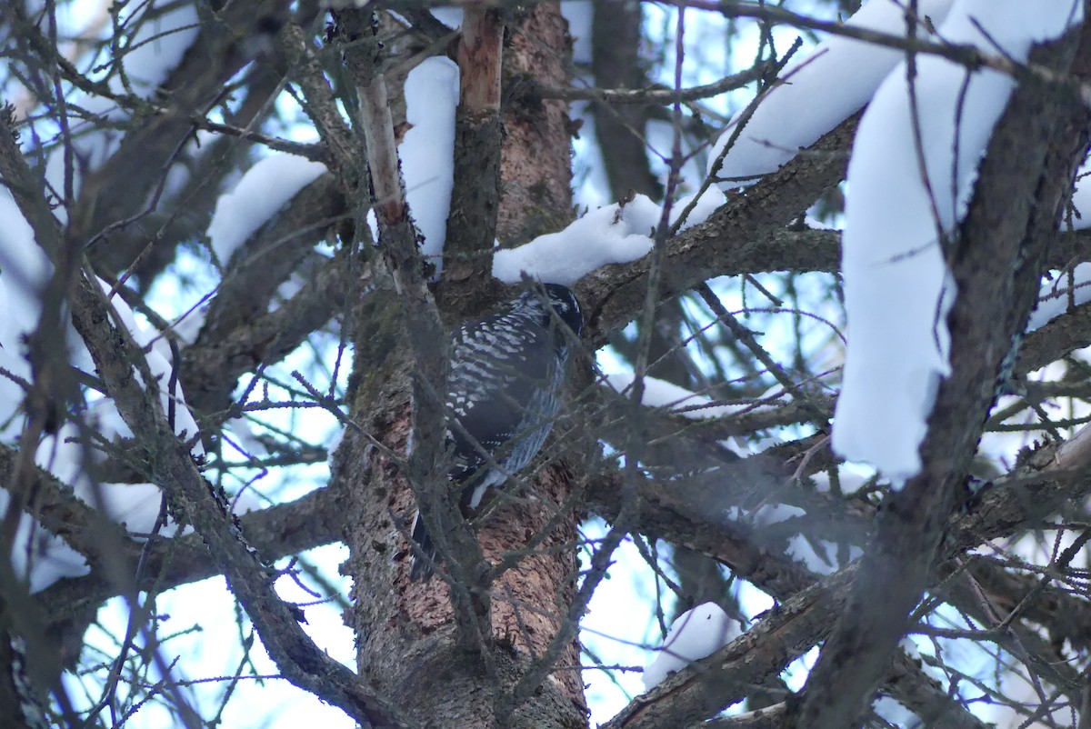 American Three-toed Woodpecker - ML627329765
