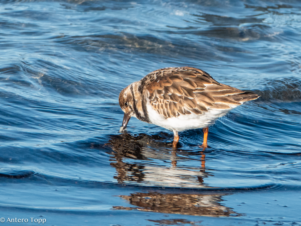 Ruddy Turnstone - ML627329767