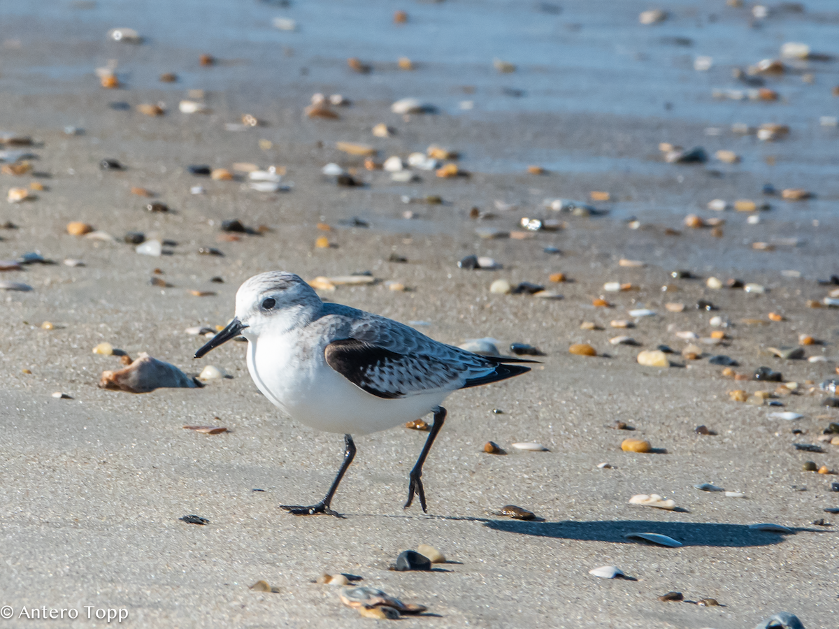 Sanderling - ML627329784