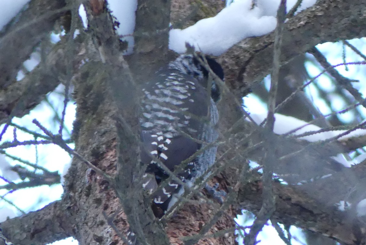 datlík smrkový - ML627329791