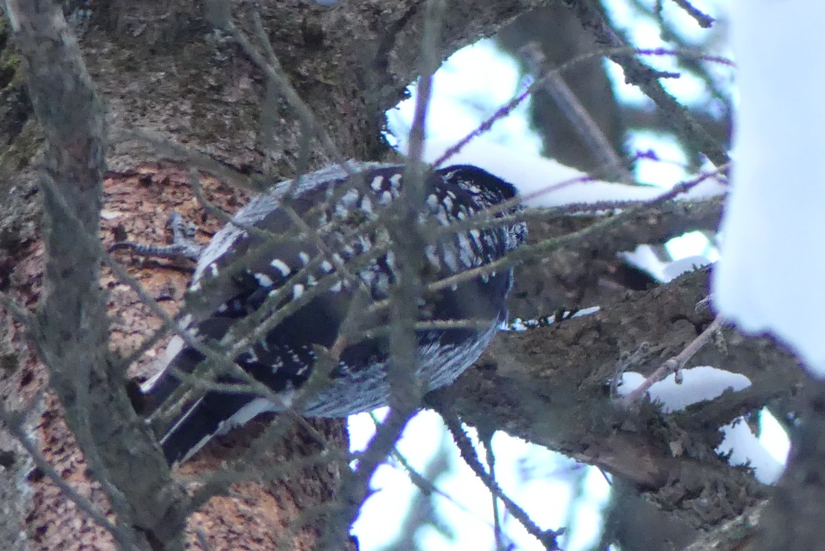 datlík smrkový - ML627329807