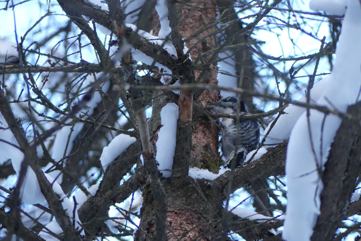 datlík smrkový - ML627329836