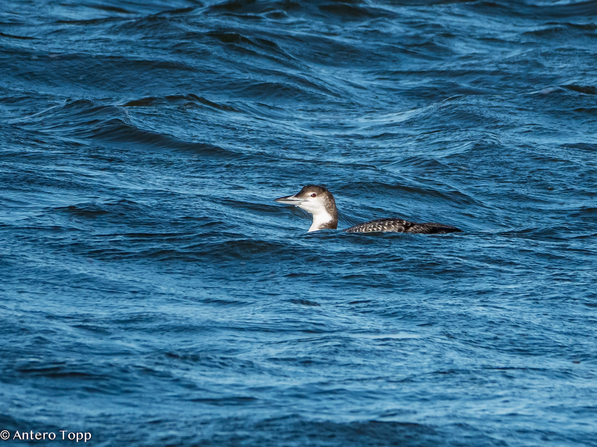 Common Loon - ML627329846