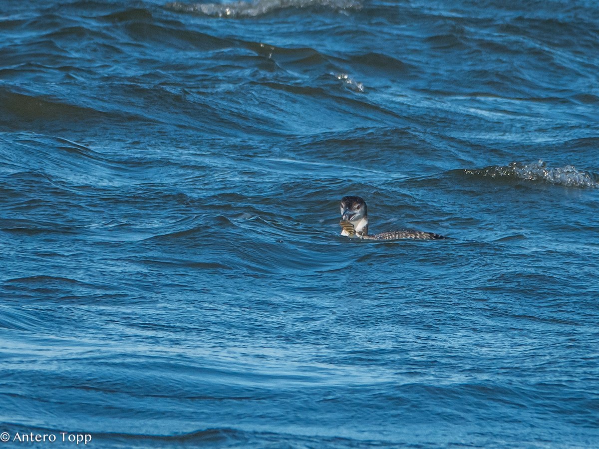 Common Loon - ML627329847