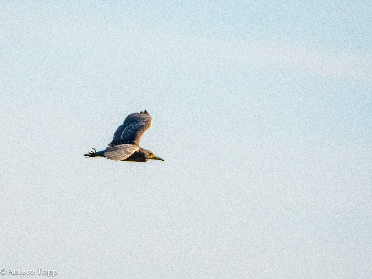 Black-crowned Night Heron - ML627329863