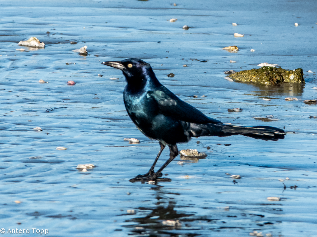 Boat-tailed Grackle - ML627329940