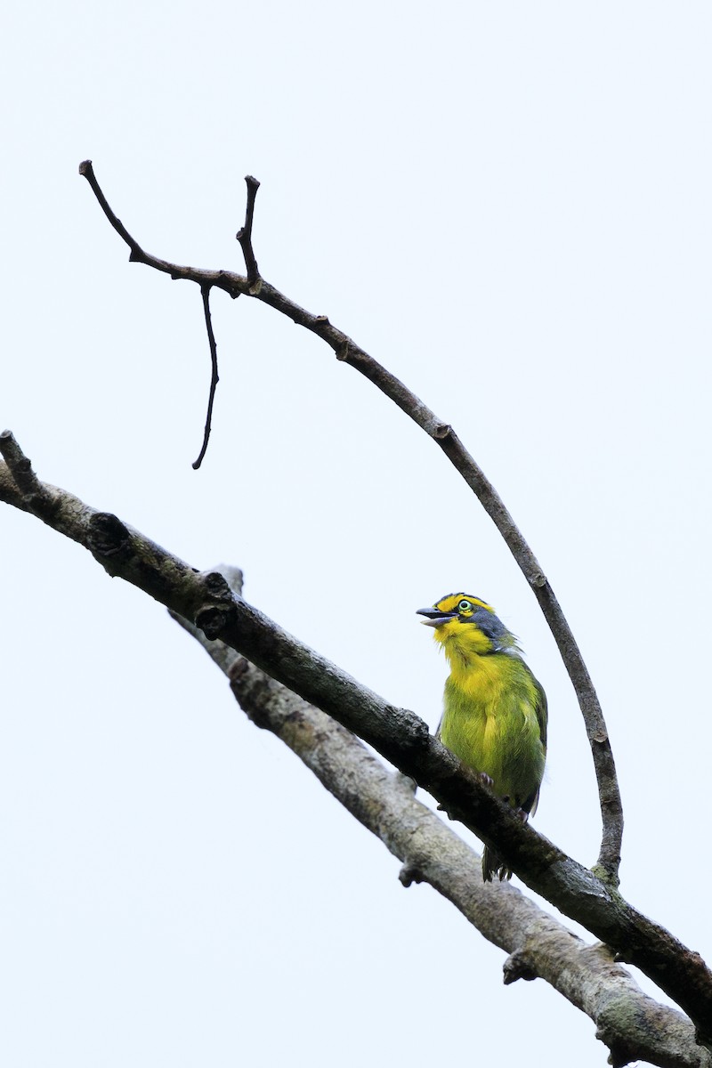 Slaty-capped Shrike-Vireo - ML627330160