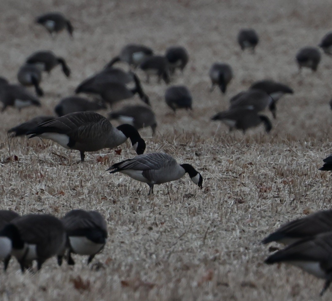 Cackling Goose - ML627330180