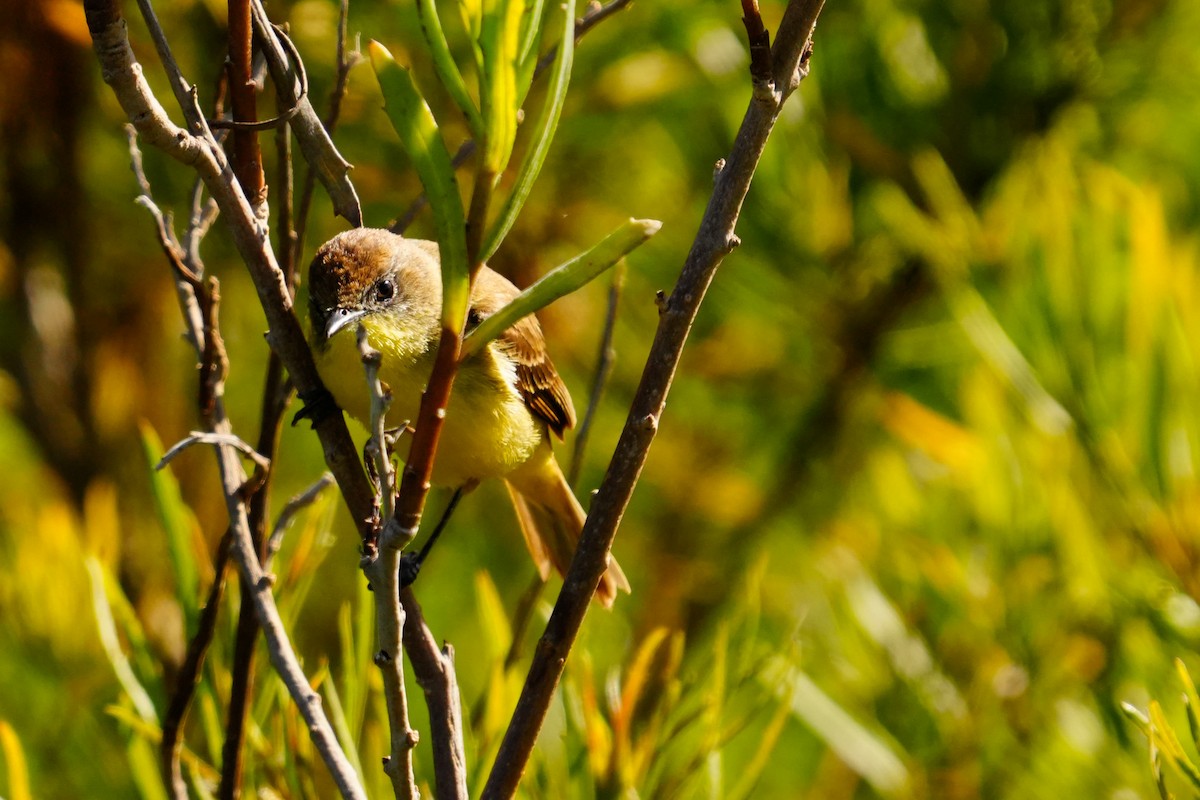 Ticking Doradito - ML627330371