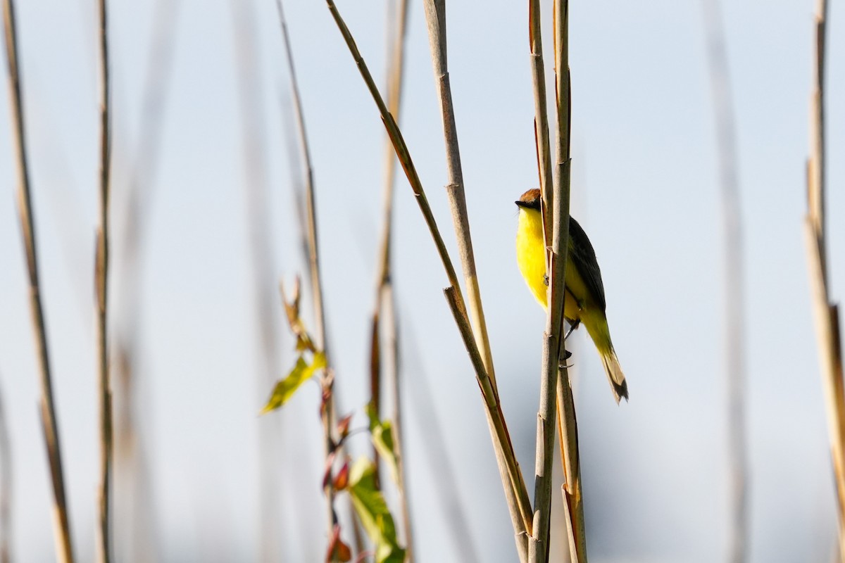 Ticking Doradito - ML627330373