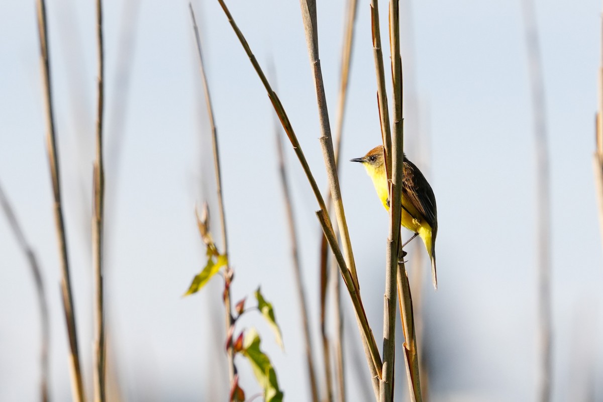 Ticking Doradito - ML627330374