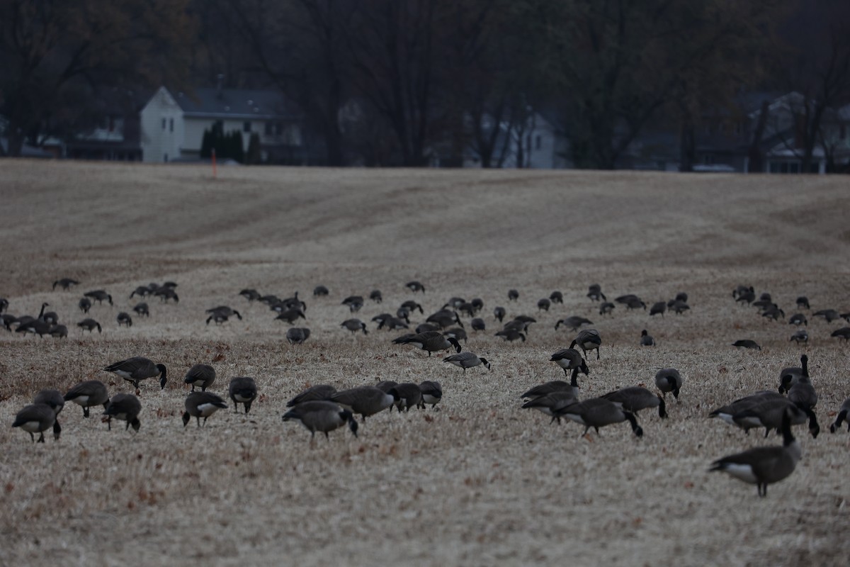 Cackling Goose - ML627330712