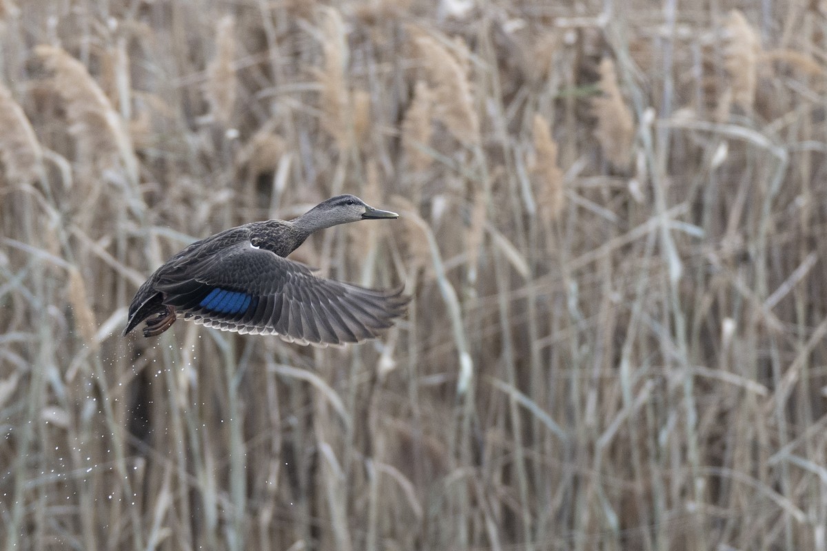 American Black Duck - ML627330743