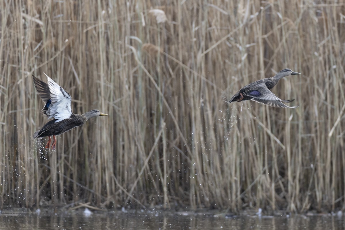 American Black Duck - ML627330744