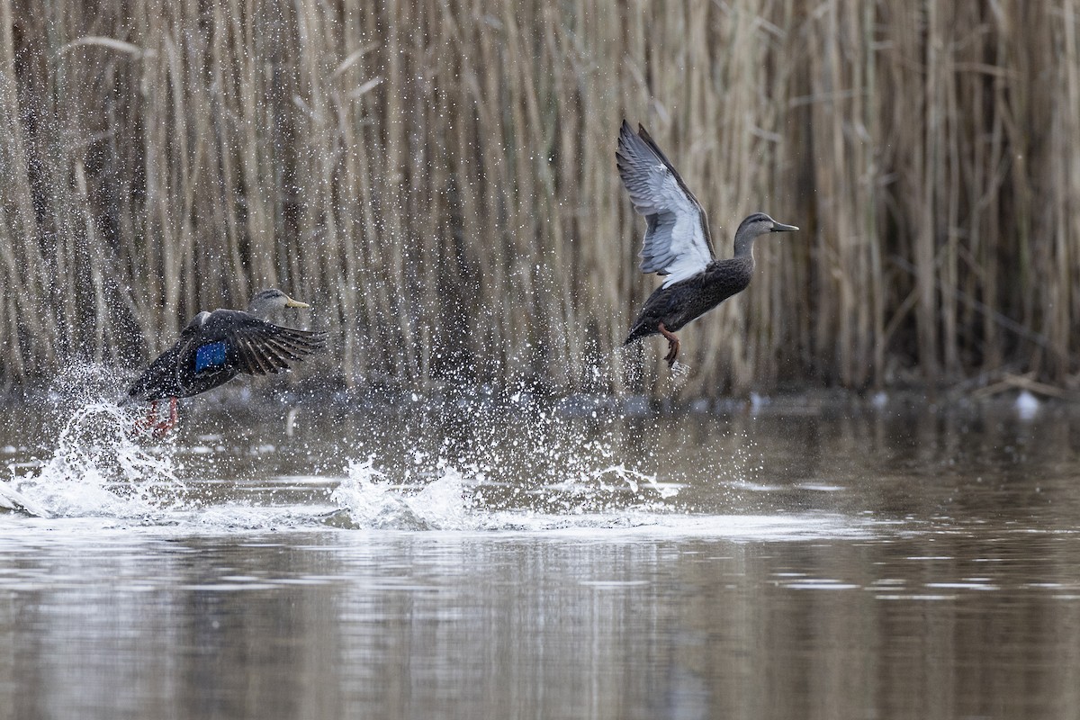 American Black Duck - ML627330745