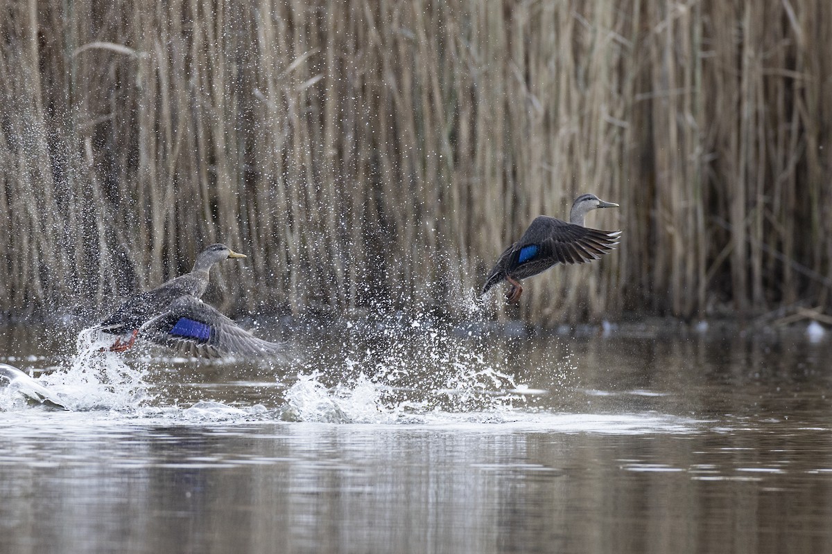 American Black Duck - ML627330746