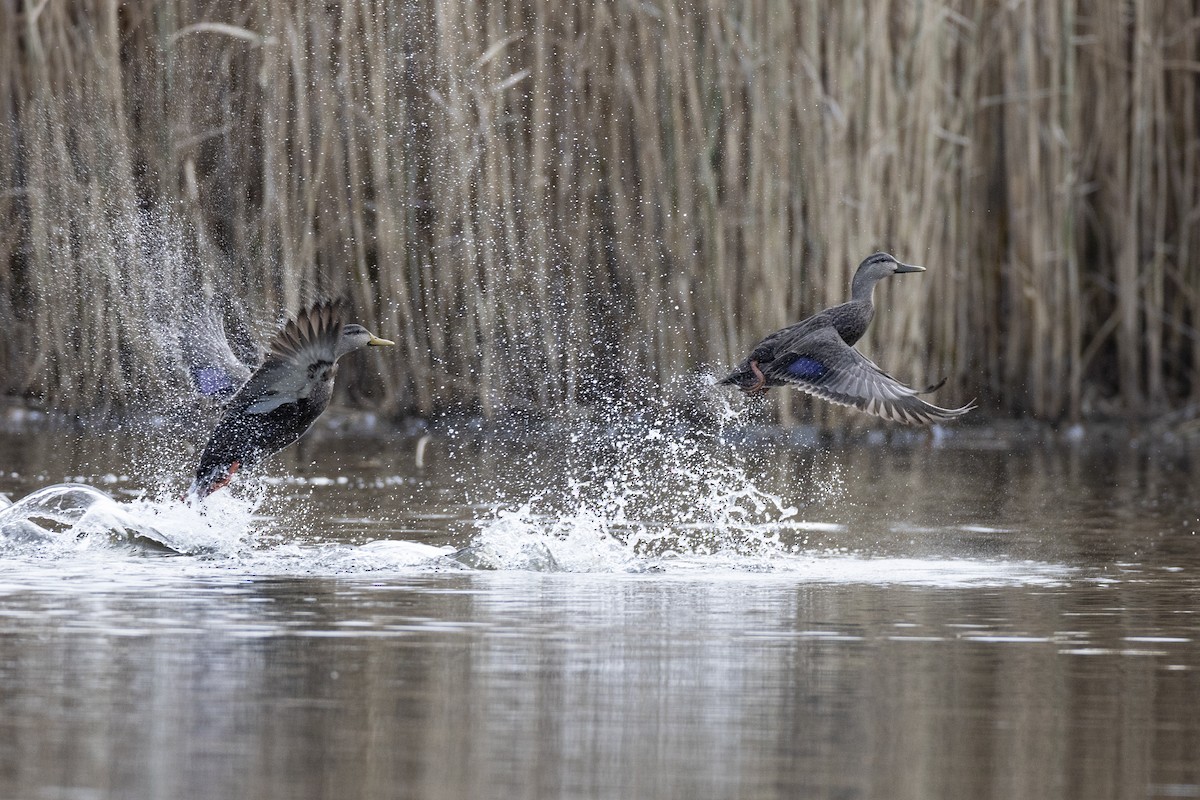 American Black Duck - ML627330747