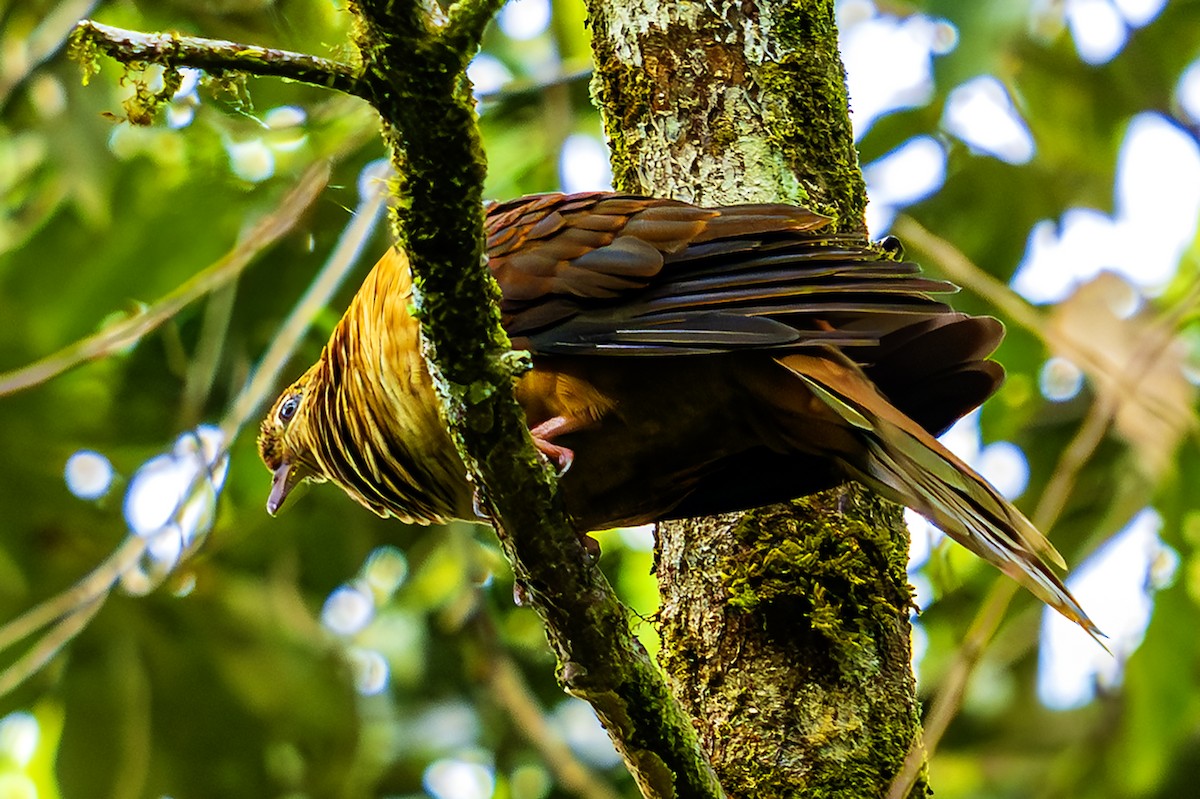 Amboyna Cuckoo-Dove - ML627330954