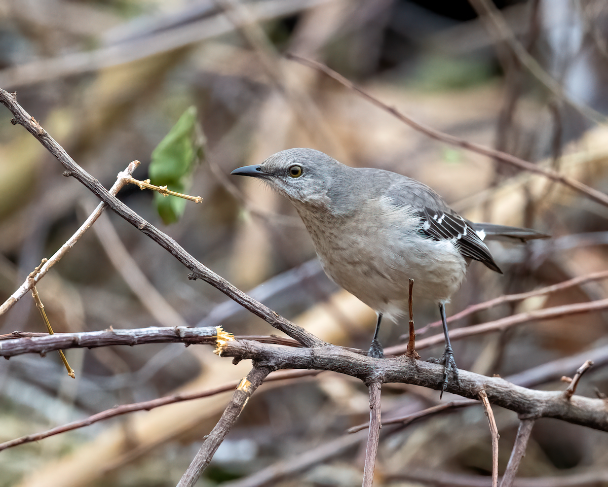 Northern Mockingbird - ML627331060