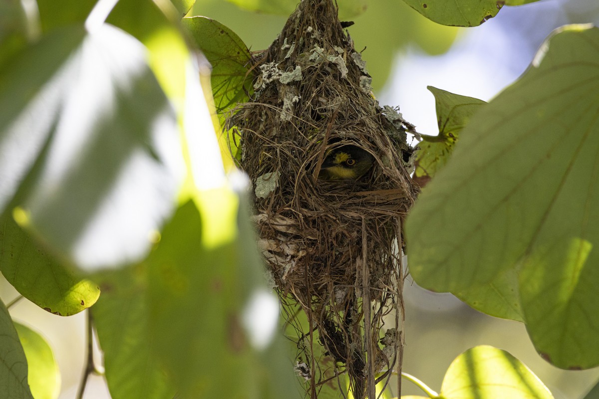 Gray-headed Tody-Flycatcher - ML627331063