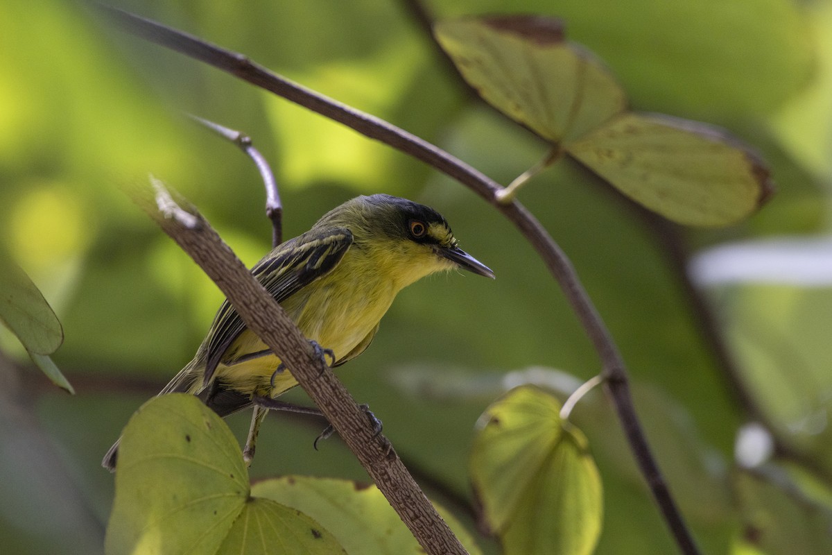 Gray-headed Tody-Flycatcher - ML627331064