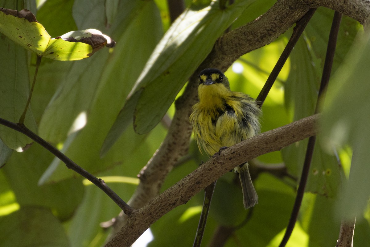 Gray-headed Tody-Flycatcher - ML627331065