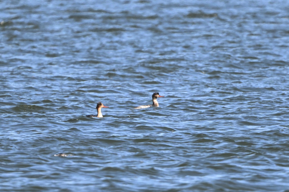 Red-breasted Merganser - ML627331248